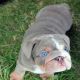 English Bulldog Puppies for sale in State Hwy 161, Texas, USA. price: NA