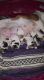 English Bulldog Puppies for sale in Allegan, MI 49010, USA. price: NA