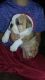 English Bulldog Puppies for sale in Marshfield, WI 54449, USA. price: NA