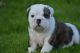 English Bulldog Puppies for sale in Okla City, OK, USA. price: NA