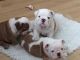 English Bulldog Puppies for sale in Ney St, San Francisco, CA 94112, USA. price: NA