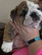 English Bulldog Puppies for sale in Golf Ct, Calexico, CA 92231, USA. price: NA