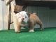 English Bulldog Puppies for sale in Helotes, TX 78023, USA. price: $2,500