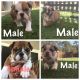 English Bulldog Puppies for sale in Roseville, CA, USA. price: $2,300