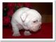 English Bulldog Puppies for sale in 259 State St, New Haven, CT 06519, USA. price: NA