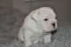 English Bulldog Puppies for sale in Yt1, Rocklin, CA 95677, USA. price: $490