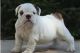 English Bulldog Puppies for sale in Zwissig Way, Union City, CA 94587, USA. price: $490