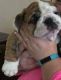 English Bulldog Puppies for sale in ghj, Clarksville, TN 42223, USA. price: $490