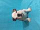 English Bulldog Puppies for sale in Chapel St, New Haven, CT, USA. price: NA