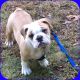 English Bulldog Puppies for sale in Cranston, RI, USA. price: $1,900