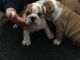 English Bulldog Puppies for sale in Garden City, NY, USA. price: NA