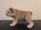 English Bulldog Puppies for sale in Washington, WV 26181, USA. price: NA