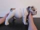 English Bulldog Puppies for sale in South San Antonio, San Antonio, TX, USA. price: NA
