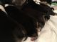 English Bulldog Puppies for sale in Palo Alto, CA 94302, USA. price: NA