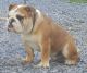 English Bulldog Puppies for sale in OH-282, Garrettsville, OH 44231, USA. price: NA