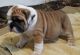 English Bulldog Puppies for sale in St Cloud, FL, USA. price: $2,500