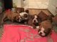 English Bulldog Puppies for sale in Loveland, CO, USA. price: NA