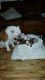 English Bulldog Puppies for sale in Norwalk, CT, USA. price: NA