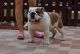 English Bulldog Puppies for sale in United States. price: NA
