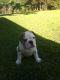 English Bulldog Puppies for sale in Cheraw, SC 29520, USA. price: NA