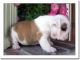 English Bulldog Puppies for sale in dgfsdgffsa, Long Beach, CA 90805, USA. price: NA