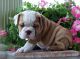 English Bulldog Puppies for sale in Ghost Town Rd, Barstow, CA 92311, USA. price: NA