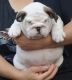 English Bulldog Puppies for sale in 325 Depot St, Ann Arbor, MI 48104, USA. price: NA