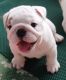 English Bulldog Puppies for sale in The Old Market, Omaha, NE 68102, USA. price: NA