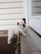 English Bulldog Puppies for sale in Harrisburg, PA, USA. price: NA