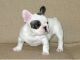 English Bulldog Puppies for sale in Harrisburg, PA, USA. price: NA