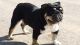 English Bulldog Puppies for sale in Stillwater, MN 55082, USA. price: NA
