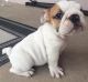 English Bulldog Puppies for sale in Fargo, ND 58102, USA. price: $500
