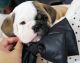 English Bulldog Puppies for sale in Fort Lauderdale, FL, USA. price: $3,850