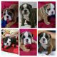 English Bulldog Puppies for sale in Louisville, TN, USA. price: $400