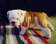 English Bulldog Puppies for sale in Lafayette, Newport, AR 72112, USA. price: NA