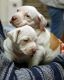 English Bulldog Puppies for sale in Douglass, KS 67039, USA. price: NA