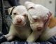 English Bulldog Puppies