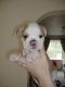 English Bulldog Puppies for sale in St Mary's County, MD, USA. price: NA