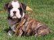English Bulldog Puppies for sale in York, ME, USA. price: NA