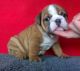 English Bulldog Puppies for sale in St Clair Shores, MI, USA. price: NA