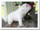 English Bulldog Puppies for sale in Yuill St, Vanderbilt, MI 49795, USA. price: NA