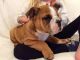 English Bulldog Puppies for sale in Erter Dr, Springfield, OH 45503, USA. price: NA