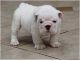 English Bulldog Puppies for sale in Cleveland, OH, USA. price: NA