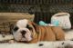 English Bulldog Puppies for sale in Kjer Rd, McKinleyville, CA 95519, USA. price: $490