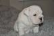English Bulldog Puppies for sale in Uinta Mountains, Utah, USA. price: NA
