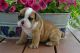 English Bulldog Puppies for sale in WTC Transportation Hub, New York, NY 10006, USA. price: NA