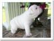 English Bulldog Puppies for sale in J.N. Ding Darling National Wildlife Refuge, Florida, USA. price: NA