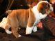 English Bulldog Puppies for sale in Brookings, SD 57006, USA. price: NA