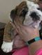 English Bulldog Puppies for sale in Oilton, OK, USA. price: NA