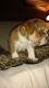 English Bulldog Puppies for sale in Momence, IL 60954, USA. price: NA